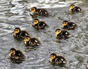 group-baby-ducks-called_b28f0efdced09fd7