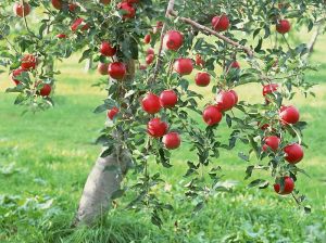 apple-tree-image